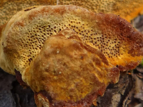 Image de Polypore éponge