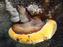 Image of dyer's polypore