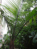 Image of parlor palm