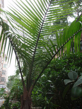 Image of parlor palm