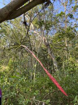 Image de Tillandsia exserta Fernald