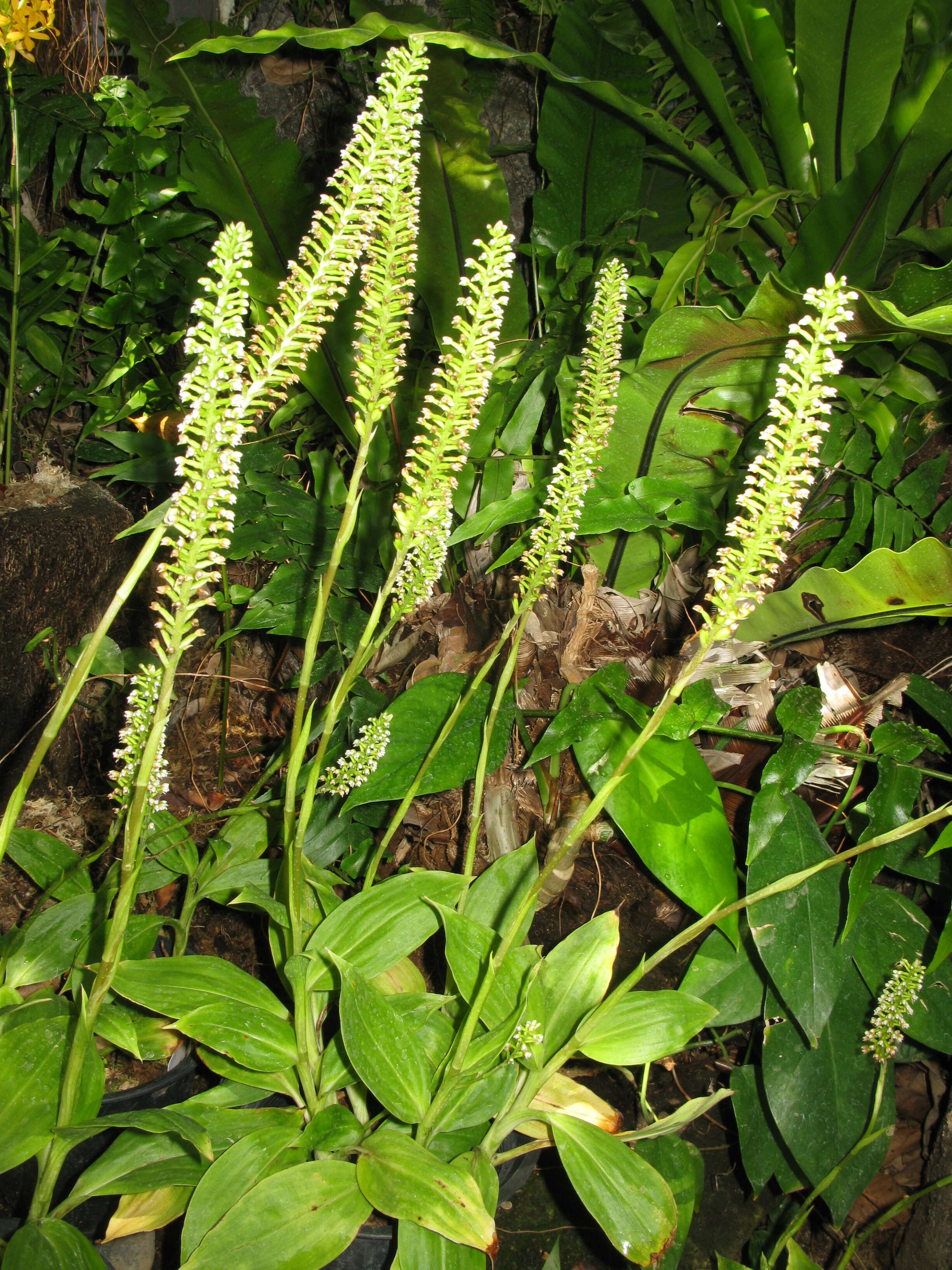 Image of White Featherduster Orchid