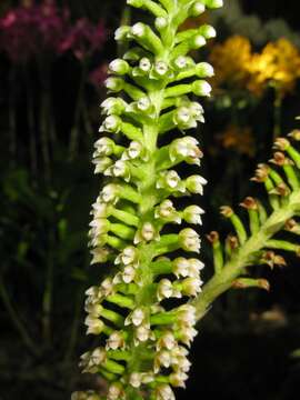 Image of White Featherduster Orchid