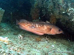 Image of Southern bastard codling