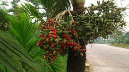 Image of Areca Palm