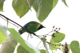 Image of Blue-winged Leafbird