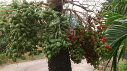 Sivun Dypsis lutescens (H. Wendl.) Beentje & J. Dransf. kuva