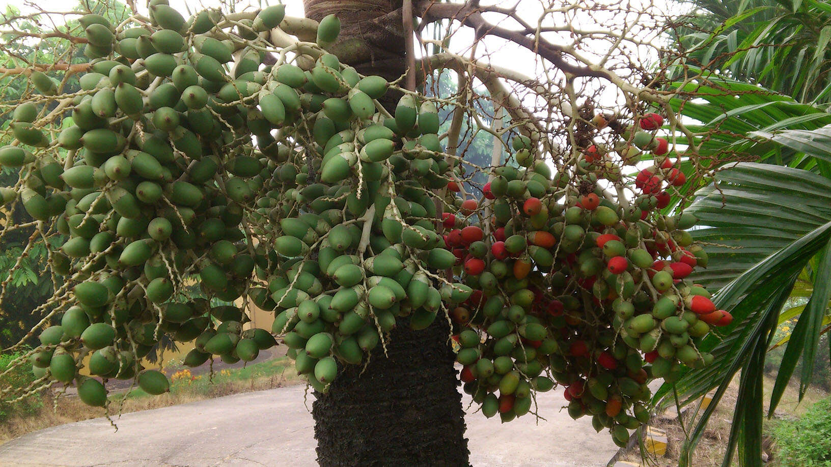 Sivun Dypsis lutescens (H. Wendl.) Beentje & J. Dransf. kuva