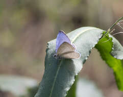 Image of Celastrina echo cinerea (W. H. Edwards 1883)