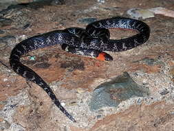 Image of Clark's Ground Snake