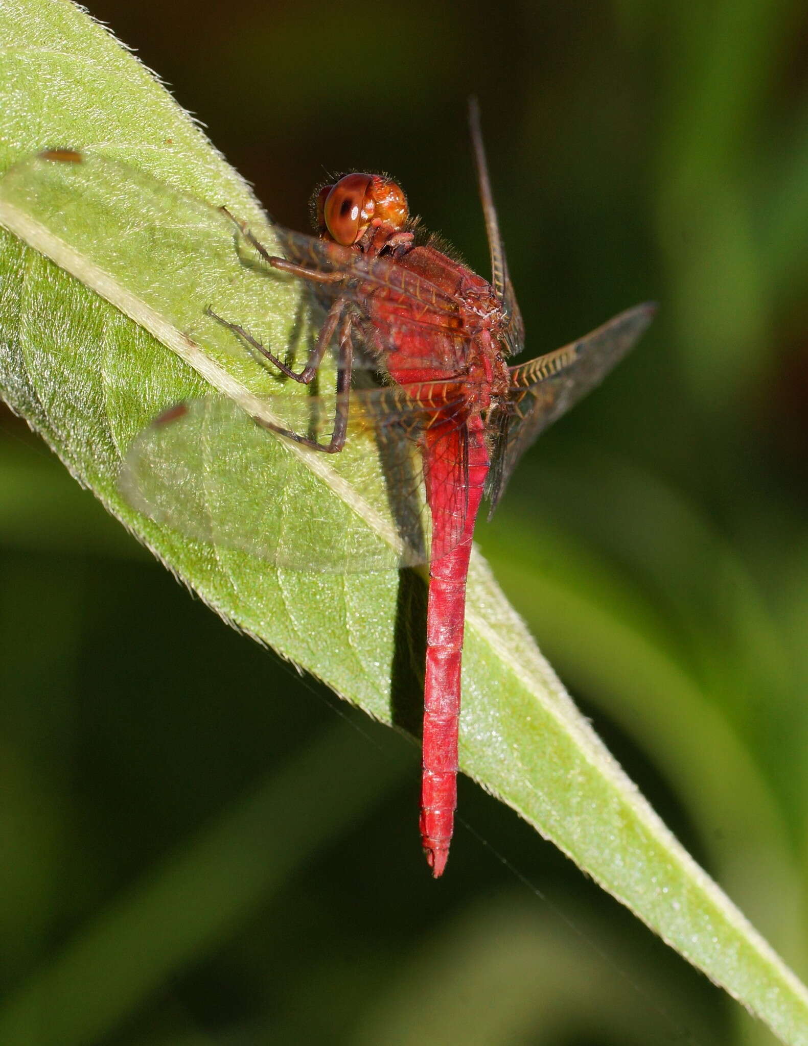 Imagem de Rhodothemis lieftincki Fraser 1954