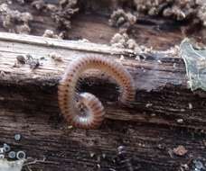 Image of Blunt-tailed Snake Millipede