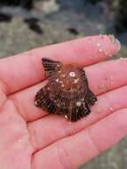 Image of variegated scallop