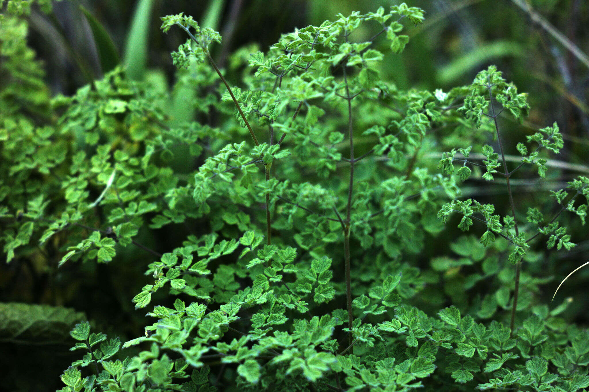 Image de Thalictrum foetidum L.