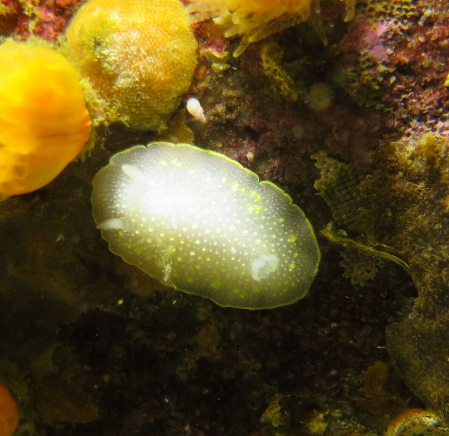 Image of Cadlina sylviaearleae Korshunova, Fletcher, Picton, Lundin, Kashio, N. Sanamyan, K. Sanamyan, Padula, Schrödl & Martynov 2020