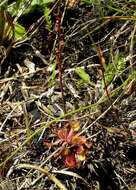 Image of Drosera collinsiae Brown ex Burtt Davy