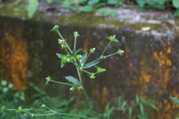 Image of soft elephantsfoot