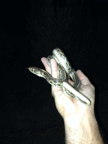 Image of Checkered Garter Snake