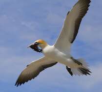 Image of Australasian Gannet