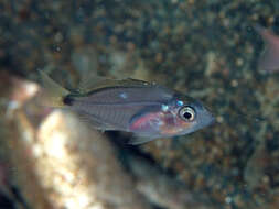 Image of Humpback red snapper