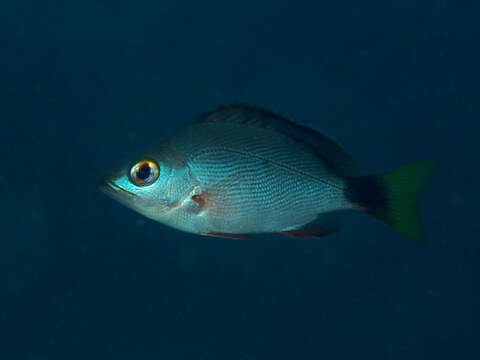 Image of Humpback red snapper