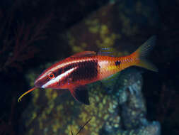 Image of Bicolor goatfish