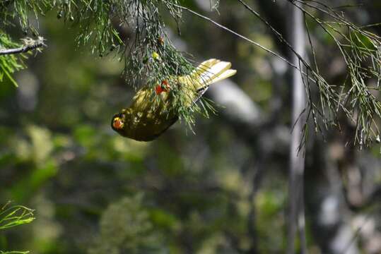 Image of Bell Miner