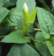 Imagem de Thunbergia fragrans Roxb.