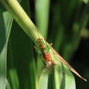 Image of Katydid