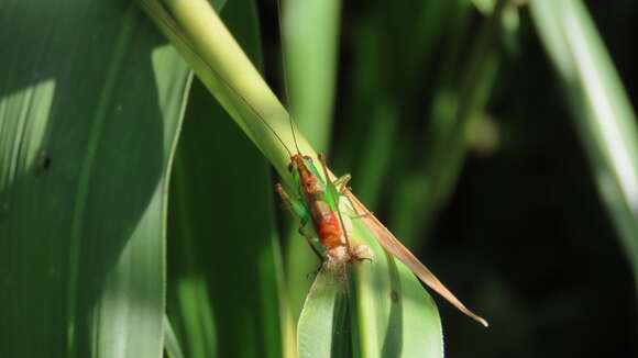 Слика од Conocephalus (Anisoptera) saltator (Saussure 1859)