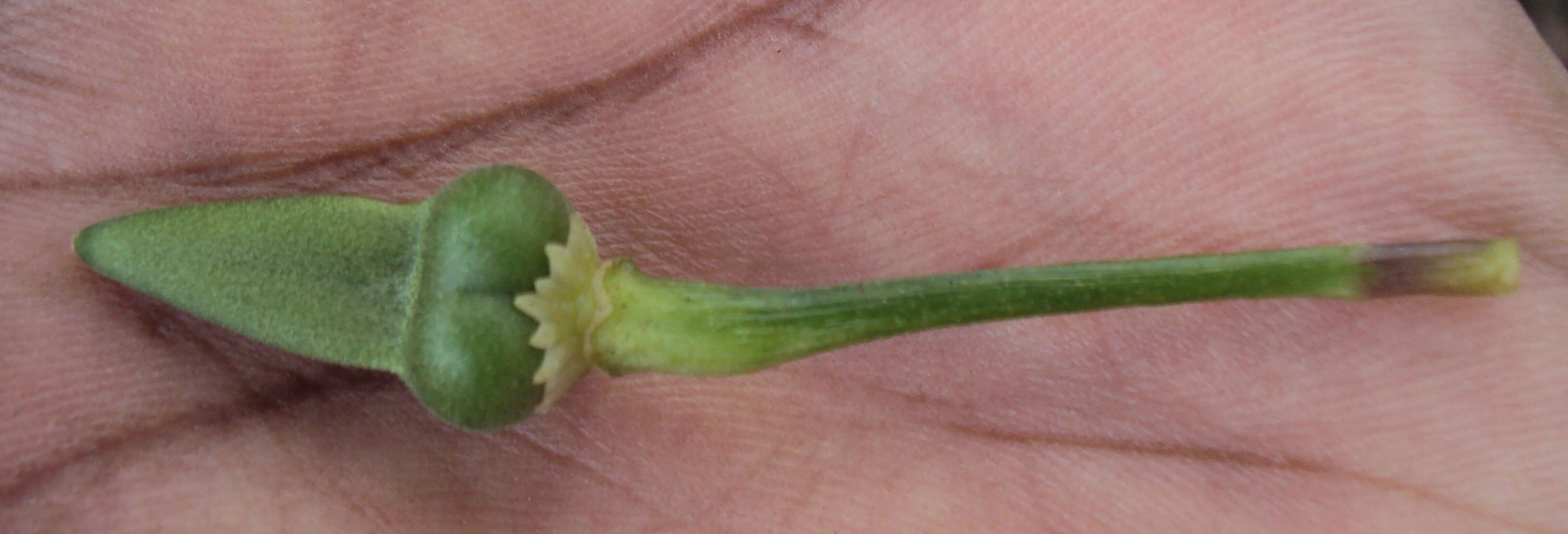 Imagem de Thunbergia fragrans Roxb.