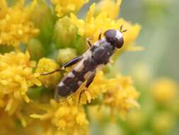 Image of Syrphid fly