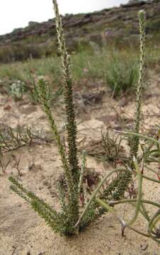 Image of Polpoda stipulacea (Leighton) Adamson