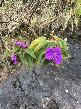 Imagem de Rhynchanthera grandiflora (Aubl.) DC.