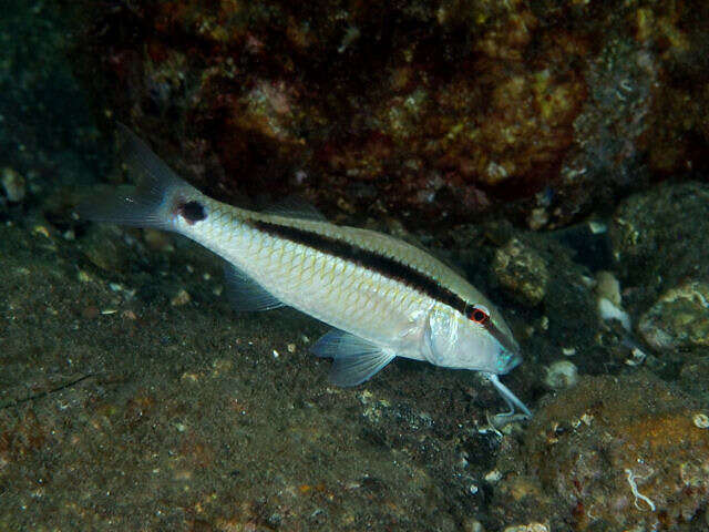 Image of dash-and-dot goatfish