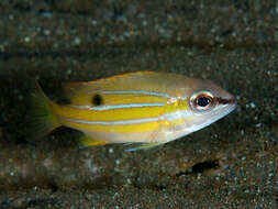 Image of Five-lined snapper