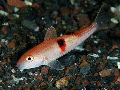 Image of Sidespot goatfish