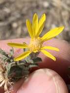 Image of Spokane false goldenaster