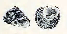 Image of Clanculus berthelotii (d'Orbigny 1840)