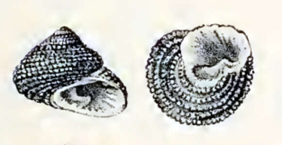 Image of Clanculus berthelotii (d'Orbigny 1840)