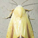 Pardoxia graellsii Feisthamel 1837的圖片