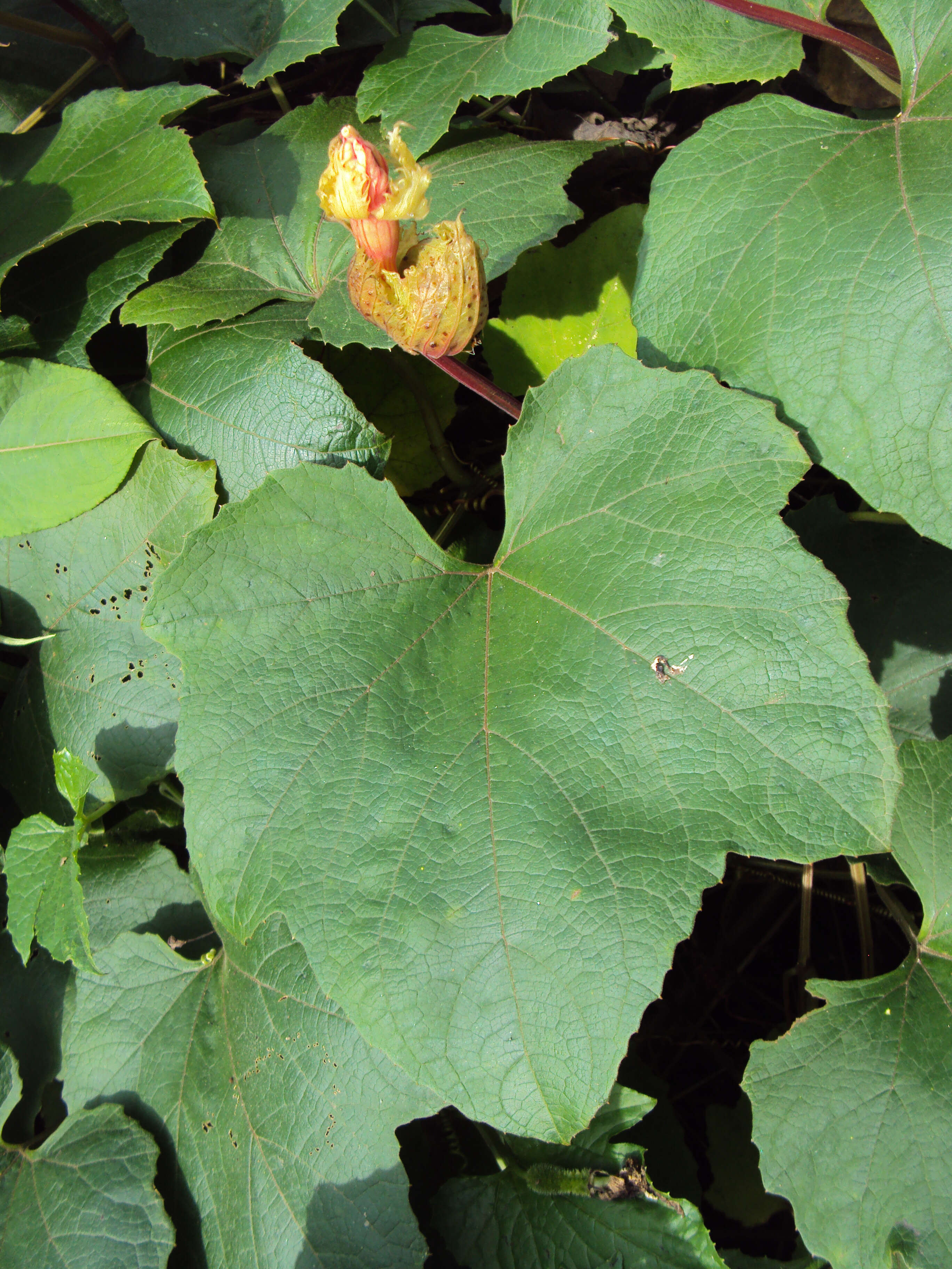 Image of Trichosanthes tricuspidata Lour.