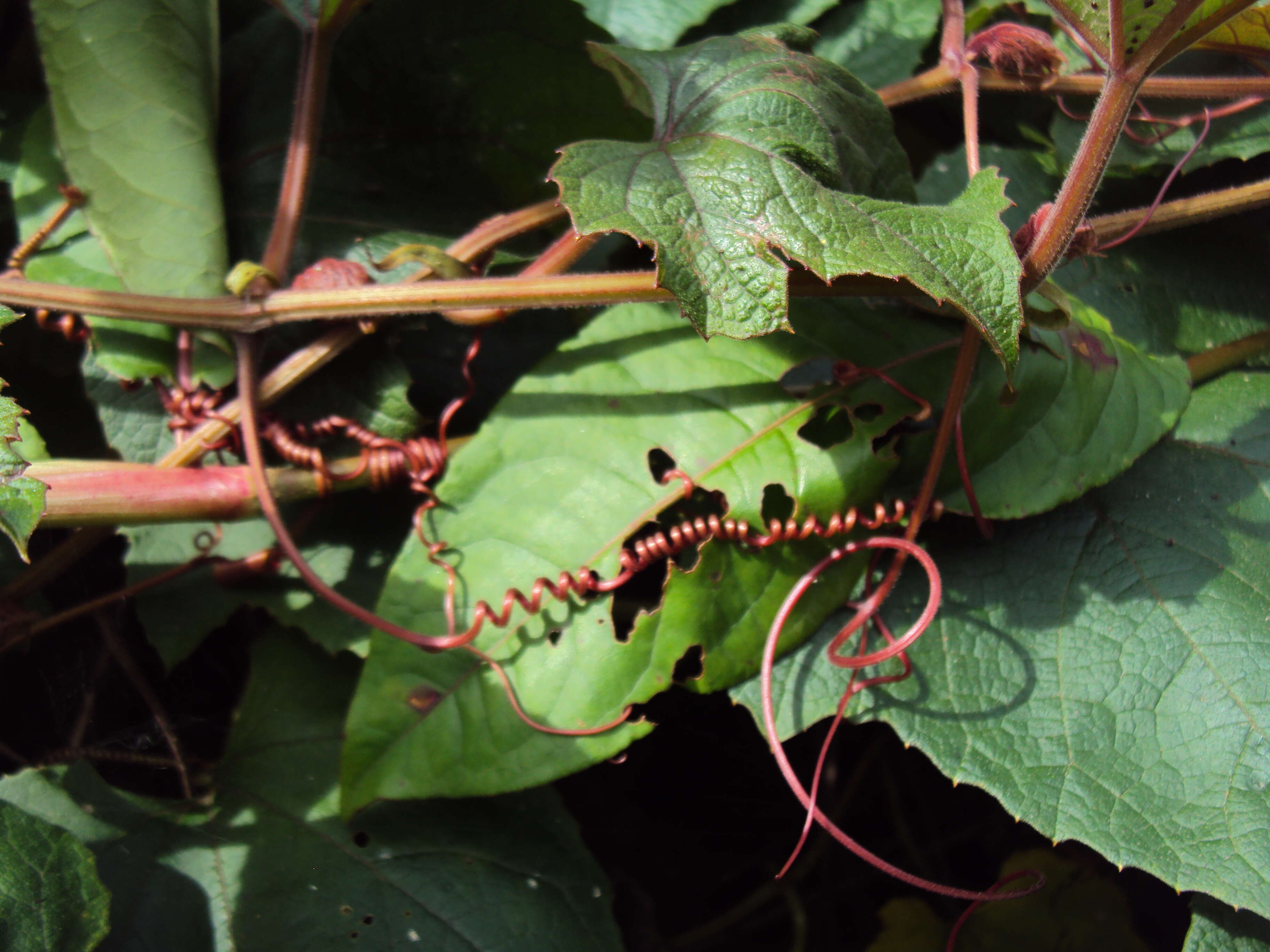 Image of Trichosanthes tricuspidata Lour.