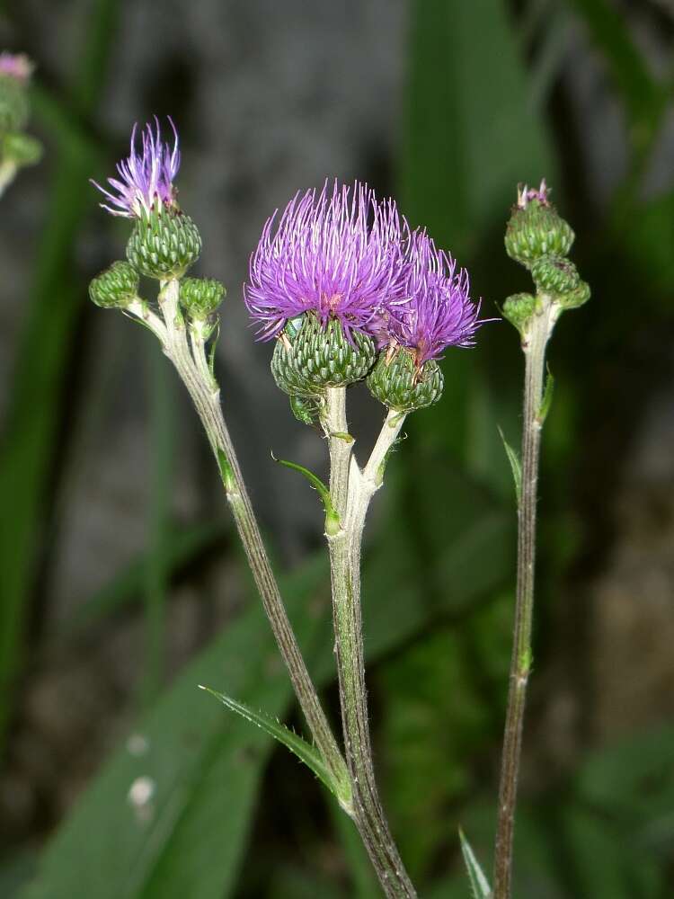 Imagem de Cirsium monspessulanum (L.) Hill