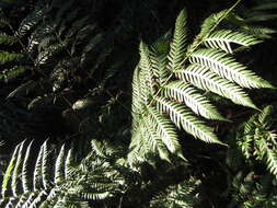 Image of giant chain fern