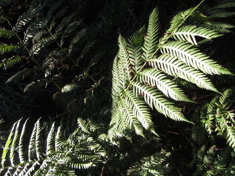 Image of giant chain fern