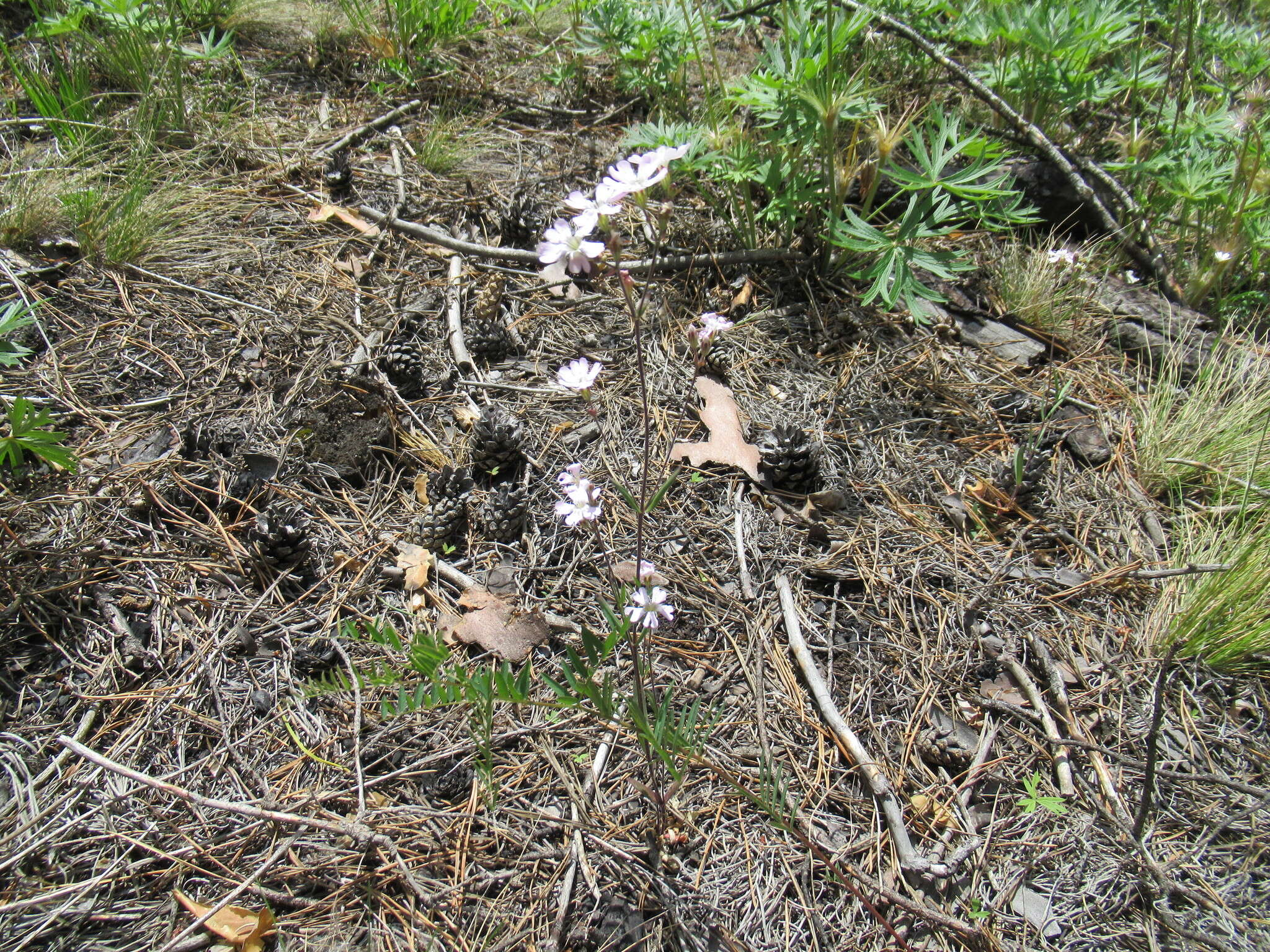 Image of Silene linnaeana V. N. Voroschilov