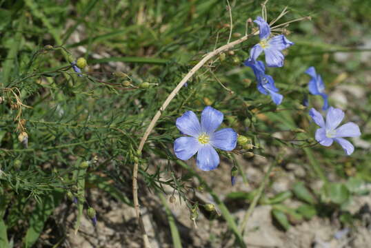 Image of Blue flax