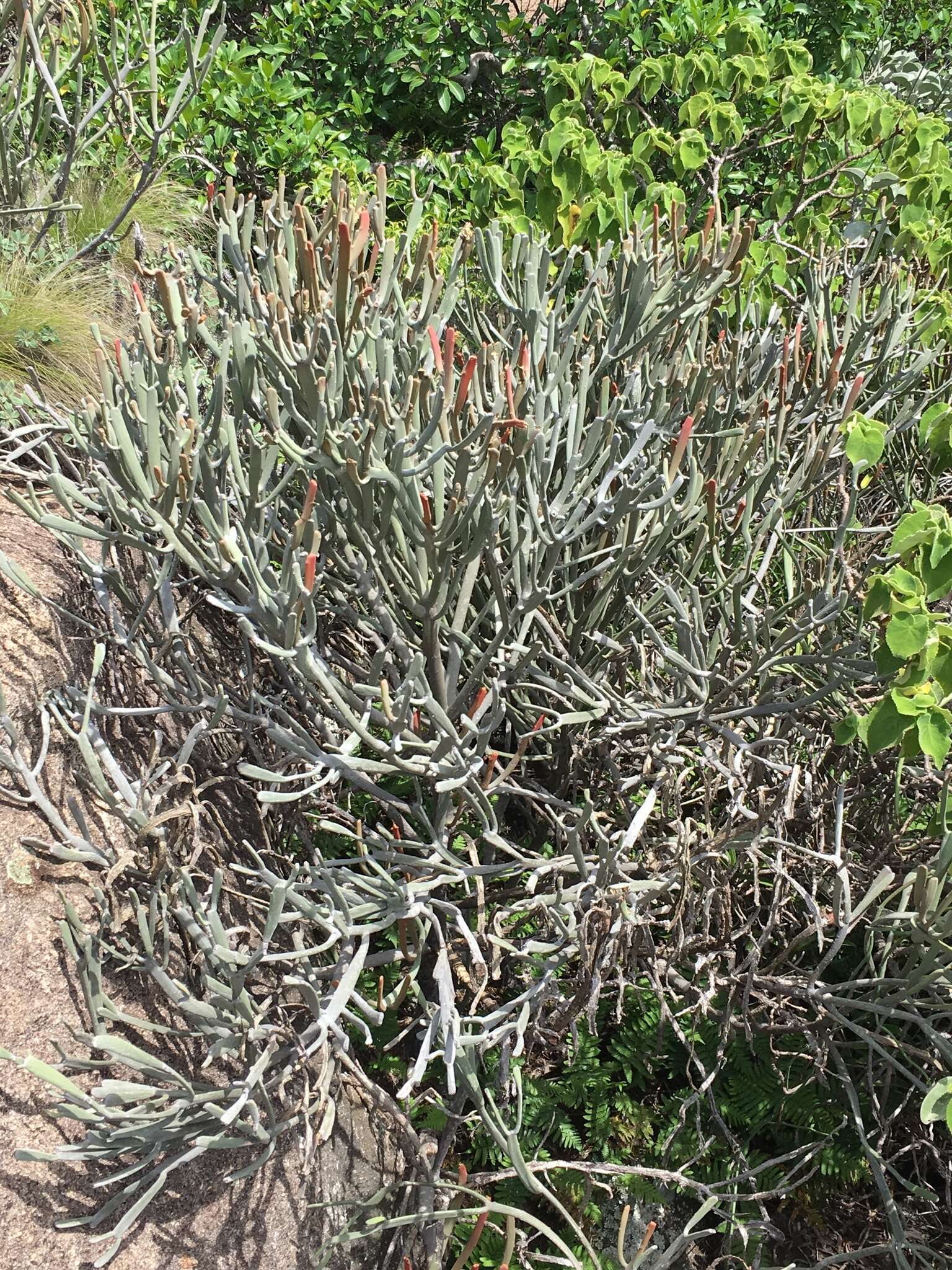 Слика од Euphorbia xylophylloides Brongn. ex Lem.