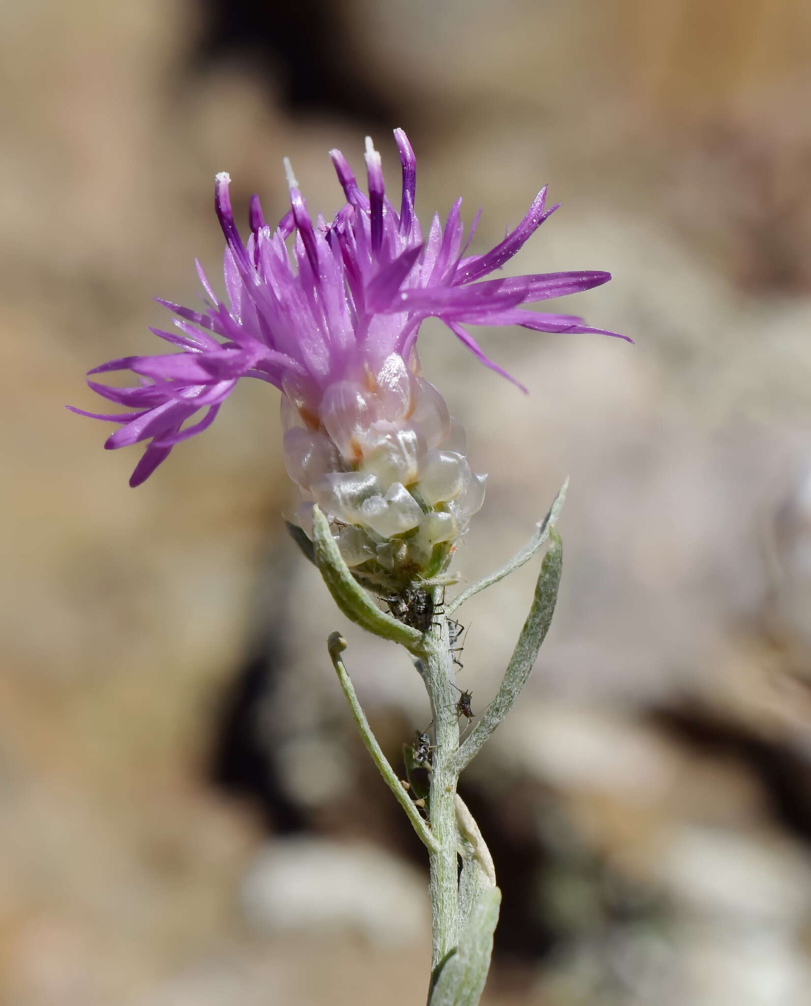 Image of Centaurea sarandinakiae Illarionova